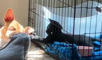 それはオモチャじゃないよ!?ケージからおててを伸ばすネコが遊んでいるのは・・昼寝中のイヌの耳!?