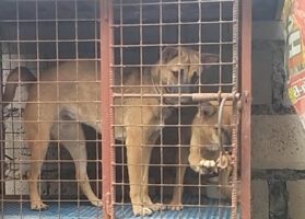 賢い子犬。ケージを中から開けて大脱出！？【海外・動画】