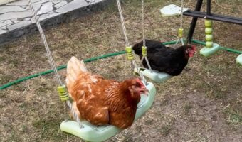 庭には2羽ニワトリがブランコにいる!?ゆらゆら揺れるのがブームなの?【海外・動画】