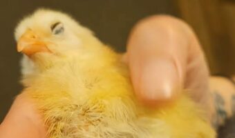 ナデナデされながらすやすや。のびのびリラックスしているヒヨコがかわいすぎる!【アメリカ・動画】