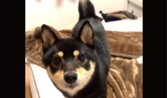 ドヤ顔の豆柴。新しい階段でベッドまで颯爽と登ると得意げな顔を披露！！