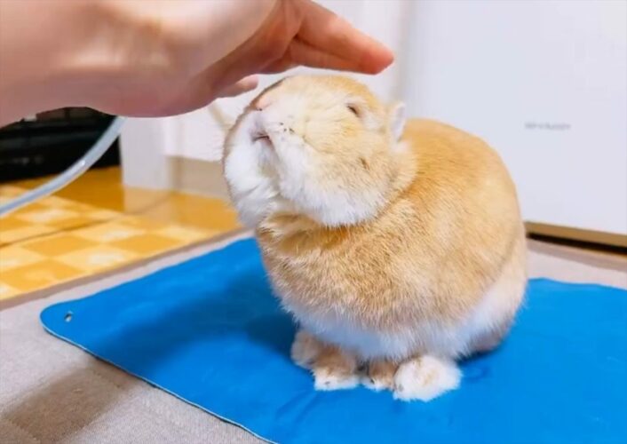 なでられ待ちのウサギがかわいすぎると話題に「甘えモードがたまらなくかわええ」「ガシガシ撫でられてうれしそう」