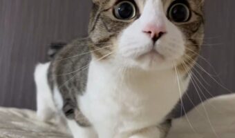 ネコの獲物の気分になれる動画が話題に!「狩られる気分でドキドキします」「おめめくりっくり」