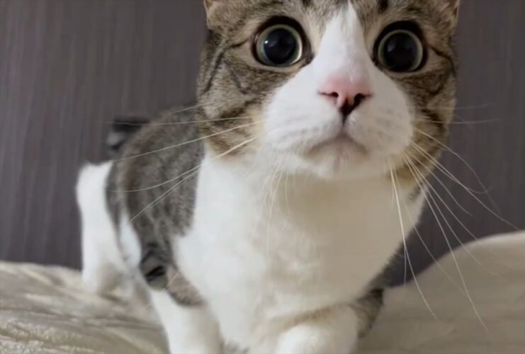ネコの獲物の気分になれる動画が話題に！「狩られる気分でドキドキします」「おめめくりっくり」