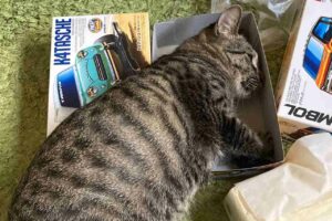 ネコはミニ四駆の箱に収まりたい！入り切れていないけれど眠っている姿が話題に「挑戦者精神にあふれた猫ちゃんですね」「心は2ヶ月の子猫のまま」