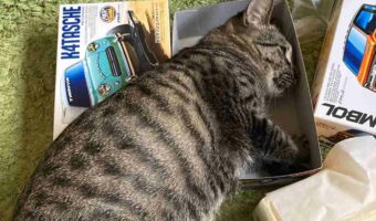 ネコはミニ四駆の箱に収まりたい!入り切れていないけれど眠っている姿が話題に「挑戦者精神にあふれた猫ちゃんですね」「心は2ヶ月の子猫のまま」