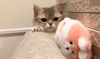 あきらめニャい!ソファの隙間に落ちそうなオモチャにおててを伸ばすネコに「もうちょっとなのに」「ぬいぐるみ救出作戦にゃ」