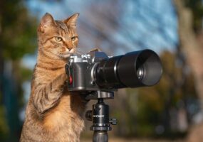 ネコがカメラを使いこなしている？「巨匠っぽいですね」「ピントが甘いなぁって直してそう」