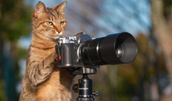 ネコがカメラを使いこなしている?「巨匠っぽいですね」「ピントが甘いなぁって直してそう」