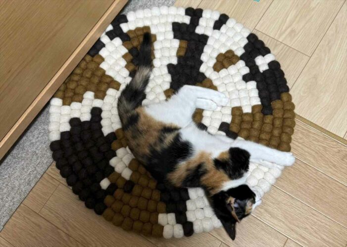 ネコはどこ？忍者のようにマットに溶け込む姿に「隠れ身の術ニャ」「最初は分からなかった」