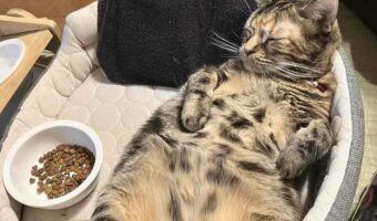 氷枕の使い方100点満点すぎるネコが話題に「冷たくて気持ちいいにゃ~」「気持ちよさそうな表情がかわいい」