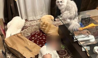 事件!?「妻が倒れてる!?」と思ったら・・、ローアングルから愛猫を眺め愛でていた!!