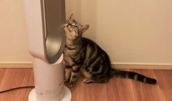 「かわいくしたら動いてくれると思ってる?」電源がOFFの扇風機にスリスリして風を出そうとする猫がかわいすぎると話題に