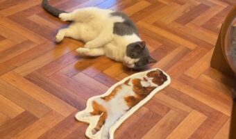 推し活をはじめたネコ。兄猫がプリントされたミニマットを目の前にもんどり打つ!「お兄ちゃん大好きなんですね」