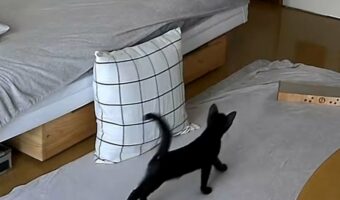 飼い主さんが帰ってくる!寝ていた黒猫がドアの前でお出迎えする姿に反響「愛おしくてたまらない瞬間」