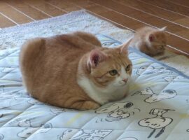 姉妹でおててないない！同じポーズを取って並ぶネコたちの姿が話題に「ニャンともかわいい」「ちっちゃ！毛玉の妖精ですね」