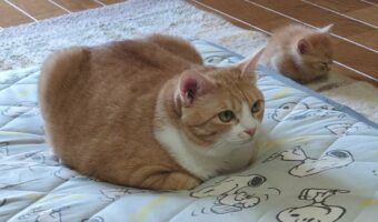 姉妹でおててないない!同じポーズを取って並ぶネコたちの姿が話題に「ニャンともかわいい」「ちっちゃ!毛玉の妖精ですね」