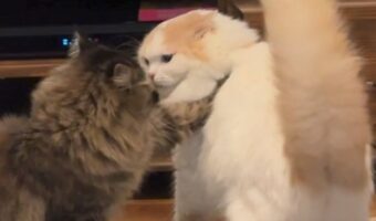 ネコのおててがモフ毛に埋まってる!?「むにゅっと感たまらん」「自分も埋めに行きたい」