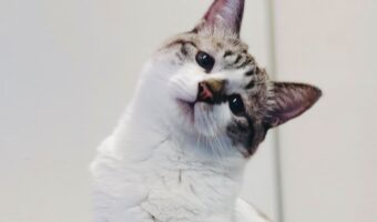 「ようじないのによぶのなんでなの?」困り顔で首をかしげるネコが話題に