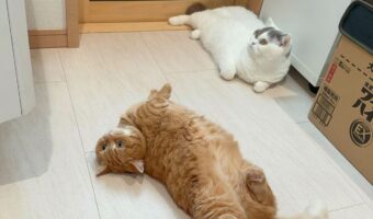 ネコたちはドラム式洗濯機が気になる!!「おめめ真ん丸になりながらのひねり揚げ」「へそ天で監督」