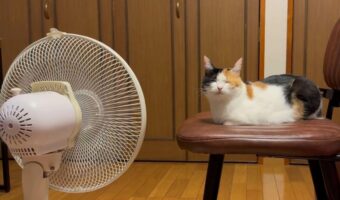 お風呂上がりに扇風機で涼もうと思ったら・・先客が!!「特等席ですね」「隣に座りたい」