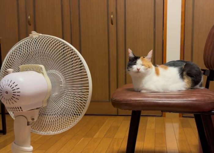 お風呂上がりに扇風機で涼もうと思ったら・・先客が！！「特等席ですね」「隣に座りたい」