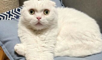 くつろぐスコティッシュフォールドが手羽先みたい！？奇跡のポーズに「クリーミーで美味しそう」「塩にするかタレにするか悩む」