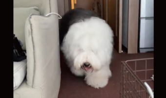 逃げ惑う大型犬。追う相手はまさかの・・!「遊んでー! いやだー!「もふもふ逃げていく大型犬」