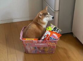 買ってきた覚えはないぞ？買い物カゴに柴犬とテニスボールが！！「じっとバレないふりをしているみたい」「満足そうな顔もいい」