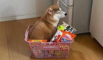 買ってきた覚えはないぞ?買い物カゴに柴犬とテニスボールが!!「じっとバレないふりをしているみたい」「満足そうな顔もいい」