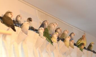 インコたちがカーテンレールに大集合！壮観な光景が話題に！「これは圧巻」「テニスの観客席みたい」