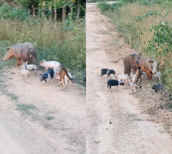 お散歩をしている子ブタたち映像！あれ？よーく見ると背中に猿乗ってない？！【海外・動画】