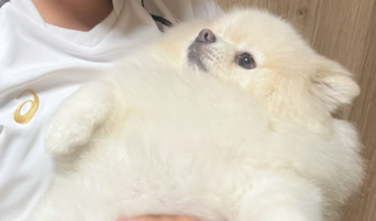 だっこされるとすんっとなる。無になっているポメラニアンに「あきらめを悟っていますね」「虚無顔してる」