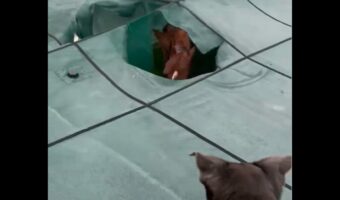 シートに覆われたプールからぬっ！顔をあらわしたのは・・馬だ！？【アメリカ・動画】