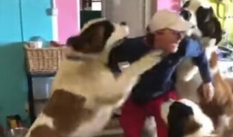 君たち超大型犬の自覚ってある?飼い主さんに飛びつくセントバーナードたちがかわいいけれどパワフルすぎる!!【海外・動画】