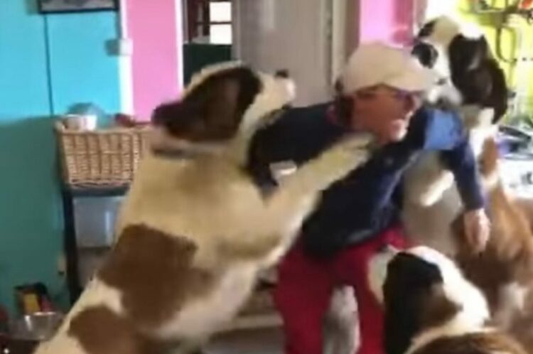 君たち超大型犬の自覚ってある？飼い主さんに飛びつくセントバーナードたちがかわいいけれどパワフルすぎる！！【海外・動画】