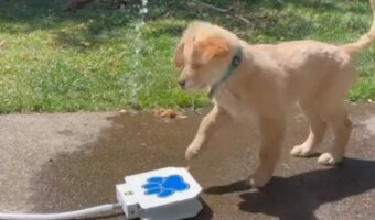 子犬が給水機で水遊び!?ペダルを踏むと水が出てきて楽しい~!!【アメリカ・動画】