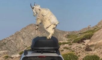 車の上でヤギがダンス！？ルーフボックスはこのヤギのステージだ！！【アメリカ・動画】