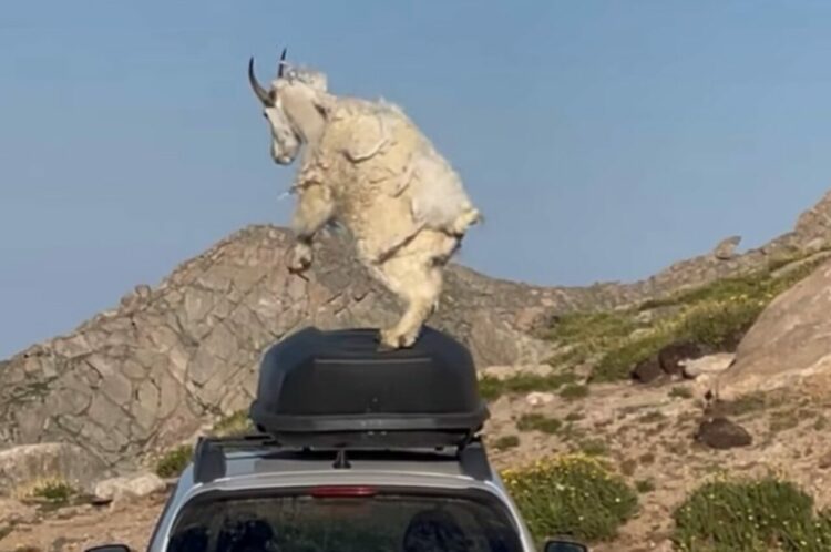 車の上でヤギがダンス！？ルーフボックスはこのヤギのステージだ！！【アメリカ・動画】
