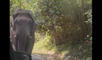 おやつだ!ゾウが通りすがりのトラックの荷台に積んであったココナッツをパクッ!!【海外・動画】