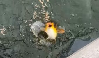 必死さが違う子がいる!食いしん坊な鯉がごはんタイムに興奮しすぎて水から飛び出した!!【海外・動画】