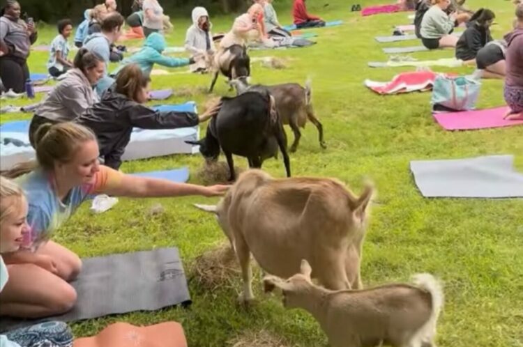 爽快な屋外ヨガクラスと思ったら！体をほぐしたところに、ヤギが心を癒しにきてくれた！！
