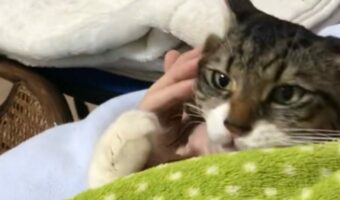 天性の愛されネコ・ヤマダ氏が天国へ。魅力が詰まった過去エピソードをご紹介