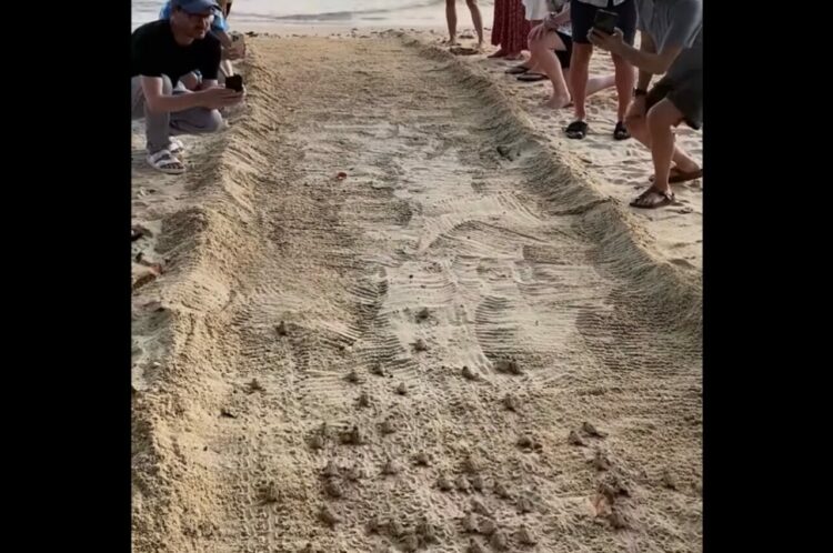 海に向かう孵化したばかりのカメの赤ちゃんたち。力いっぱい進んでいく姿が感動的【海外・動画】