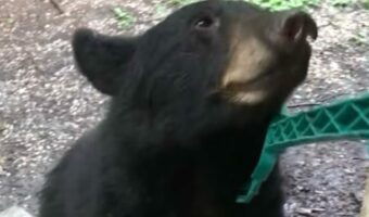 熊手でクマの体をカキカキ!ブラッシングにクマもウットリ?【アメリカ・動画】