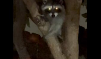 アライグマはミュージシャン?早朝の裏庭でコンサート開催!?【アメリカ・動画】