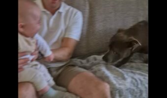赤ちゃんは愛犬が大好き!近くに来てくれるだけでもう大喜び!!【海外・動画】