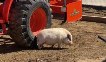 ブタが背中やお尻をカキカキ。トラクターのタイヤは体を掻くためのブラシなの！？【アメリカ・動画】
