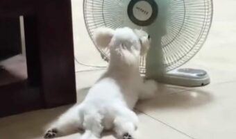 絶対ここから動かない!扇風機の前に寝転んだイヌは涼しい風を独り占め!?【海外・動画】