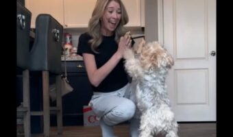 「褒めて！褒めて～！」注射がんばったよアピールをするシルキーテリア。実際は打たれていなかった！？【アメリカ・動画】